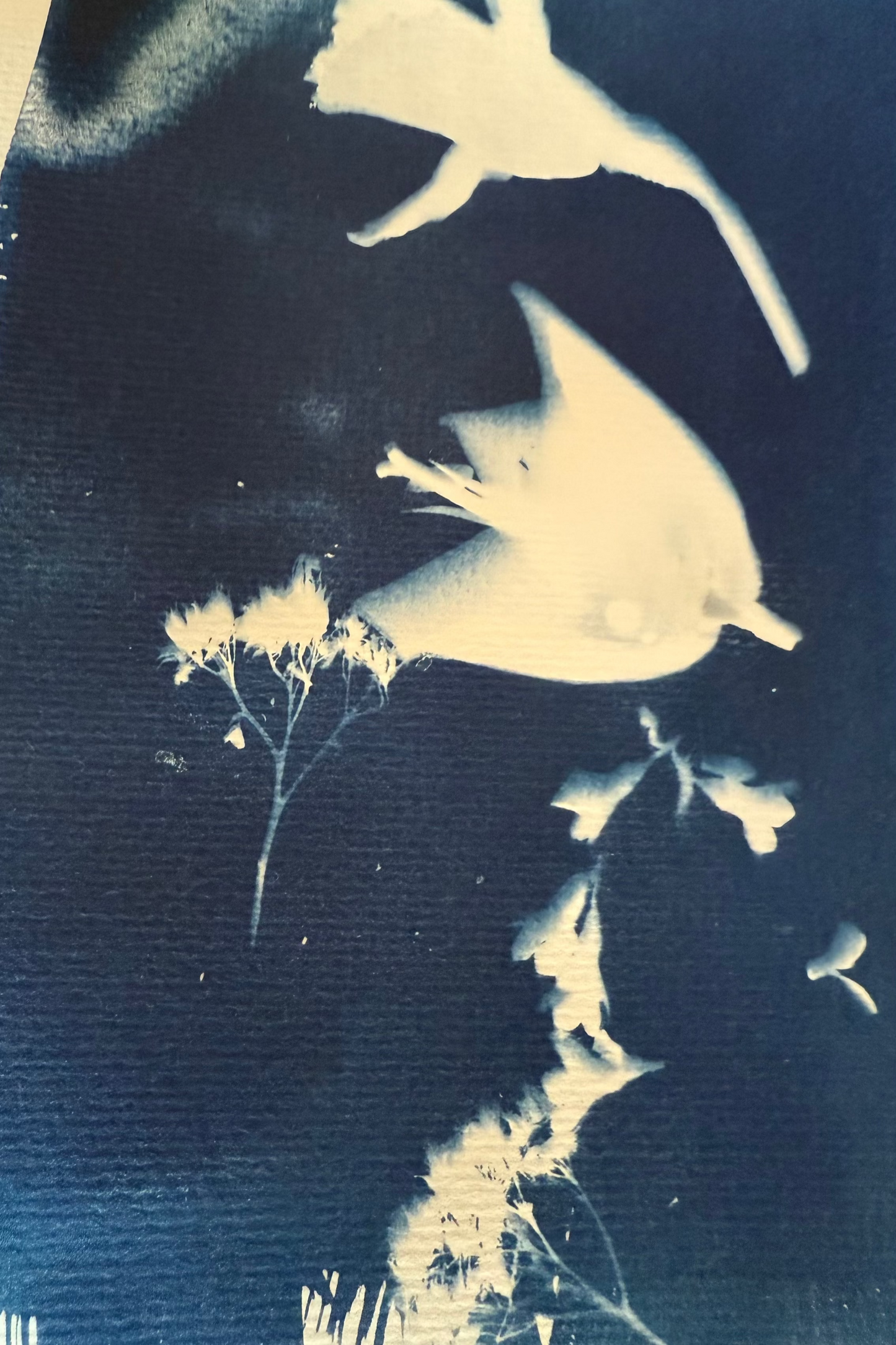 Cyanotypie Papier
